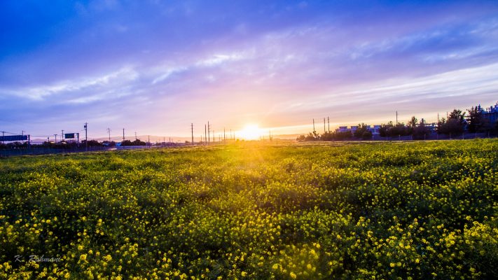 Ánh nắng mặt trời khi chụp ảnh mùa xuân