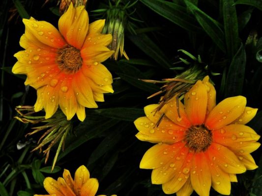 3 Tips chụp ảnh mùa xuân tuyệt đẹp với flycam