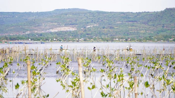 [Ảnh] Rừng ngập mặn Ô Loan bật chồi hướng về phía biển