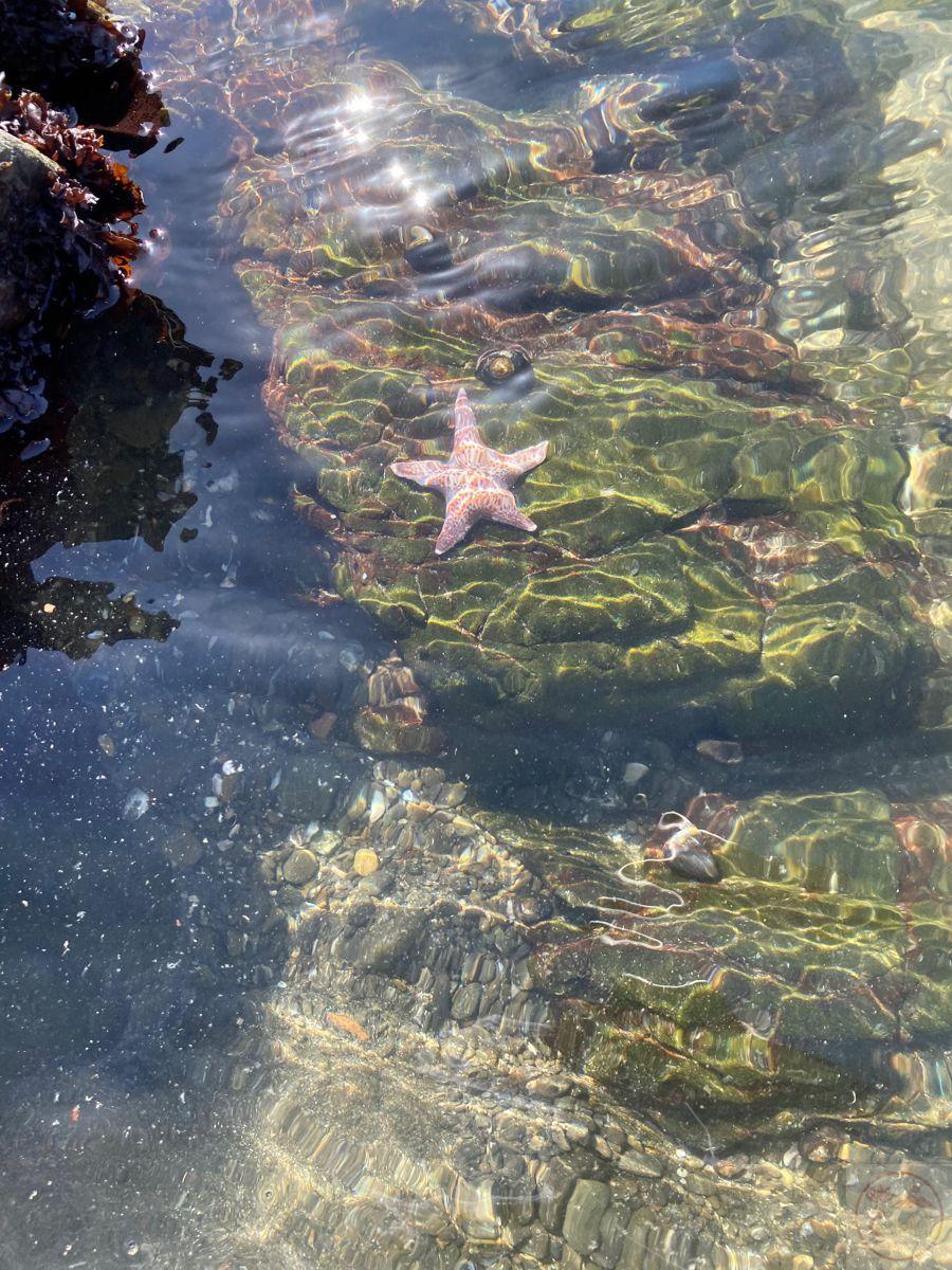 Ảnh biển chill có đá