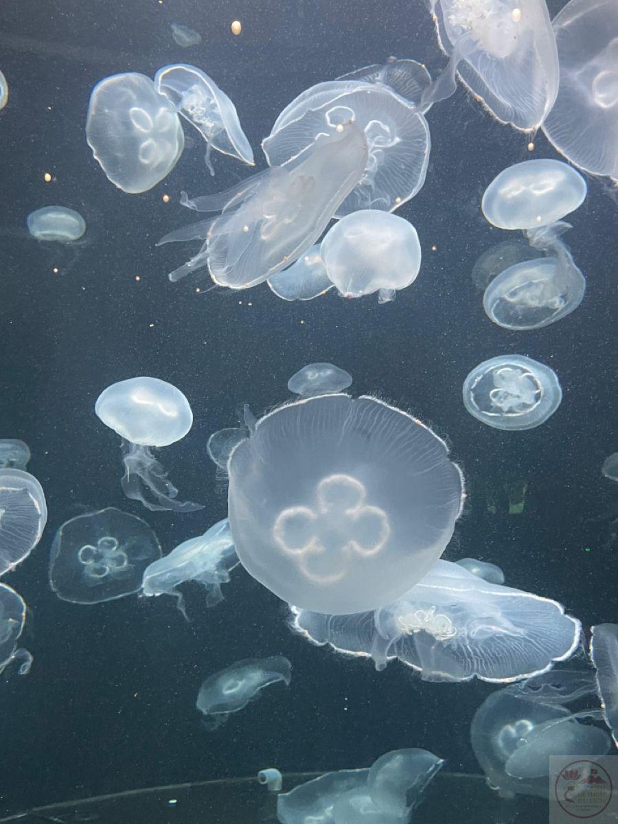 Thật thú vị khi tâm trí có thể trôi chậm và an nhiên đến vậy