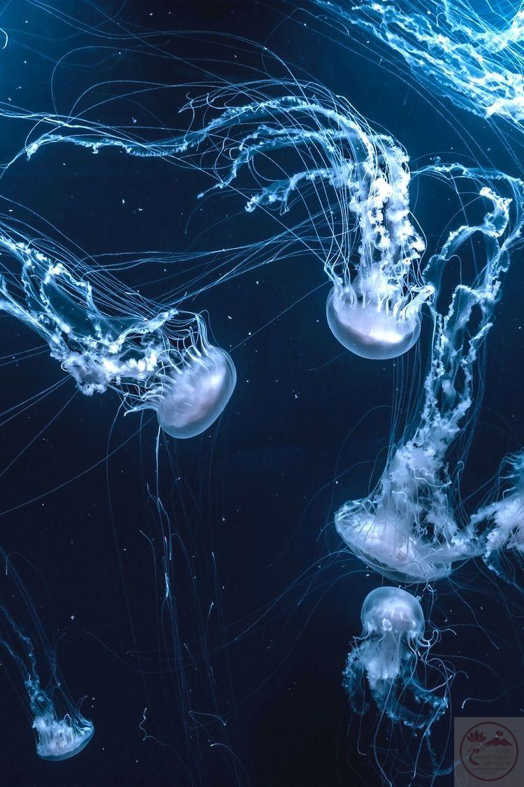 Ảnh sứa biển chill