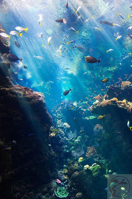 Ảnh đáy biển chill