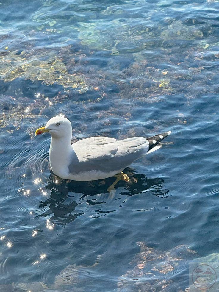 Hình ảnh hải âu trên biển chill