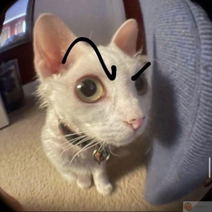 Một phản ứng bằng sus meme thường tạo hiệu ứng gây cười ngay lập tức