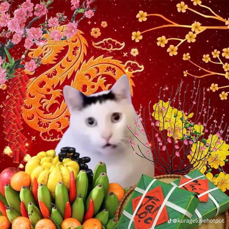 Meme Tết hình mèo