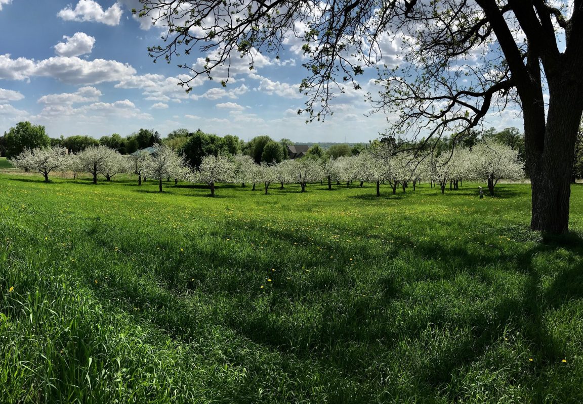 Organic Apple Orchards