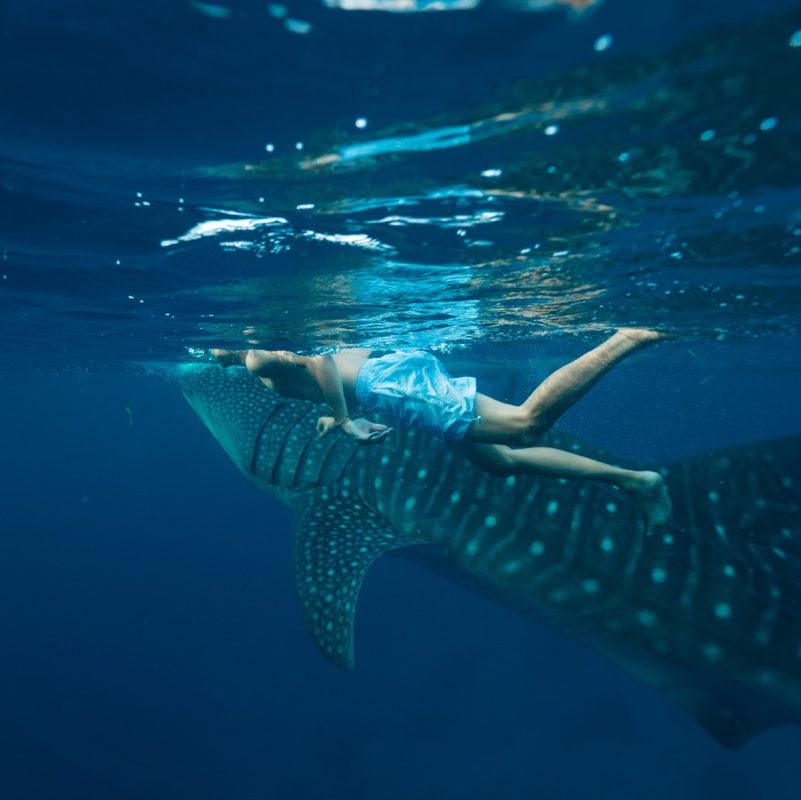 Du khách Việt bơi cùng cá mập voi 'như phim Avatar' - Big Bay Group