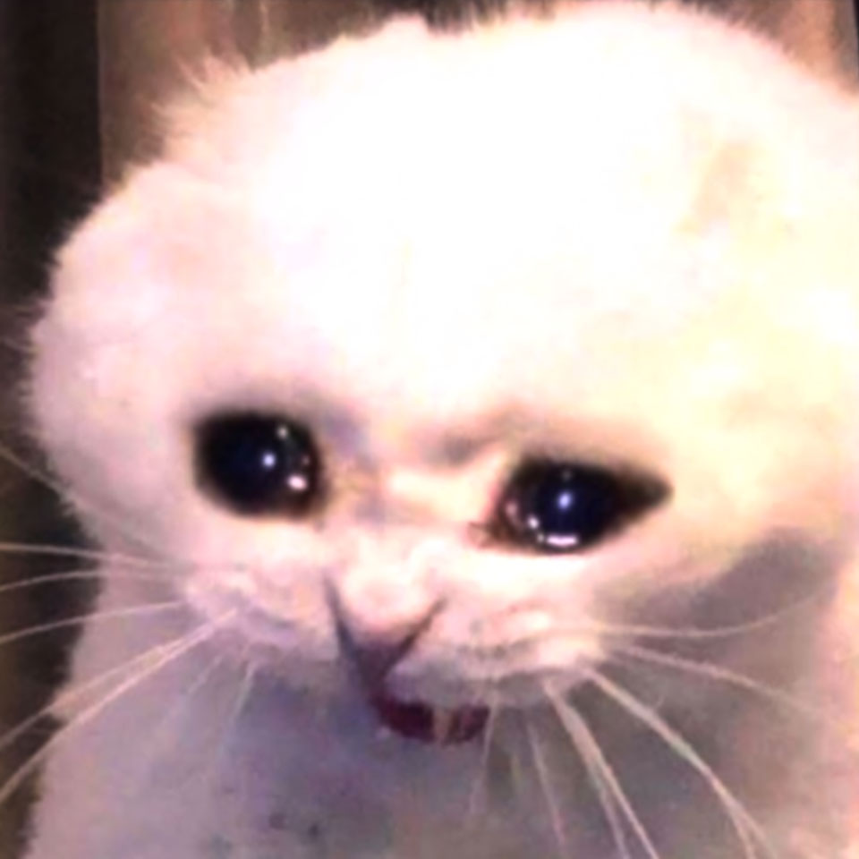 anh con meo khoc 960px 960px avatar 2