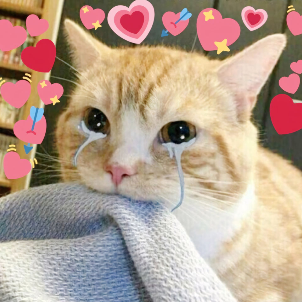 avatar anh con meo khoc 960px 960px avatar 3