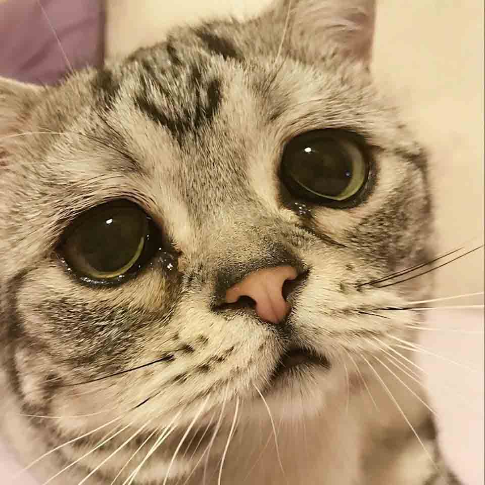 avatar anh con meo khoc 960px 960px avatar 6