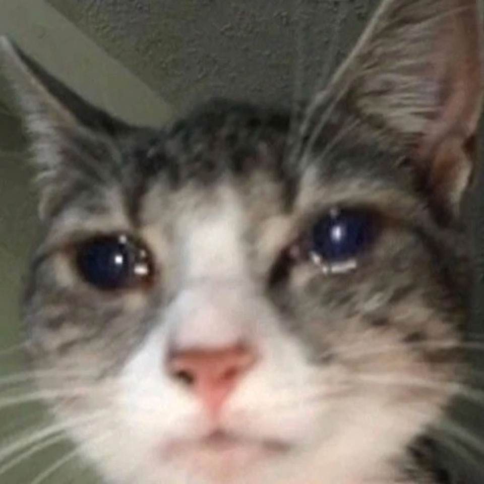 anh con meo khoc 960px 960px avatar 3