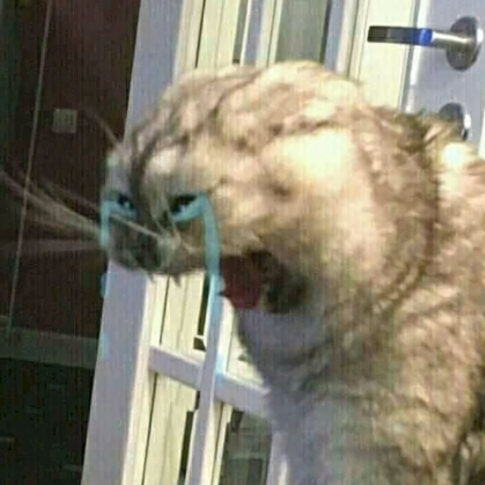 ha mieng anh con meo khoc 960px 960px avatar 10