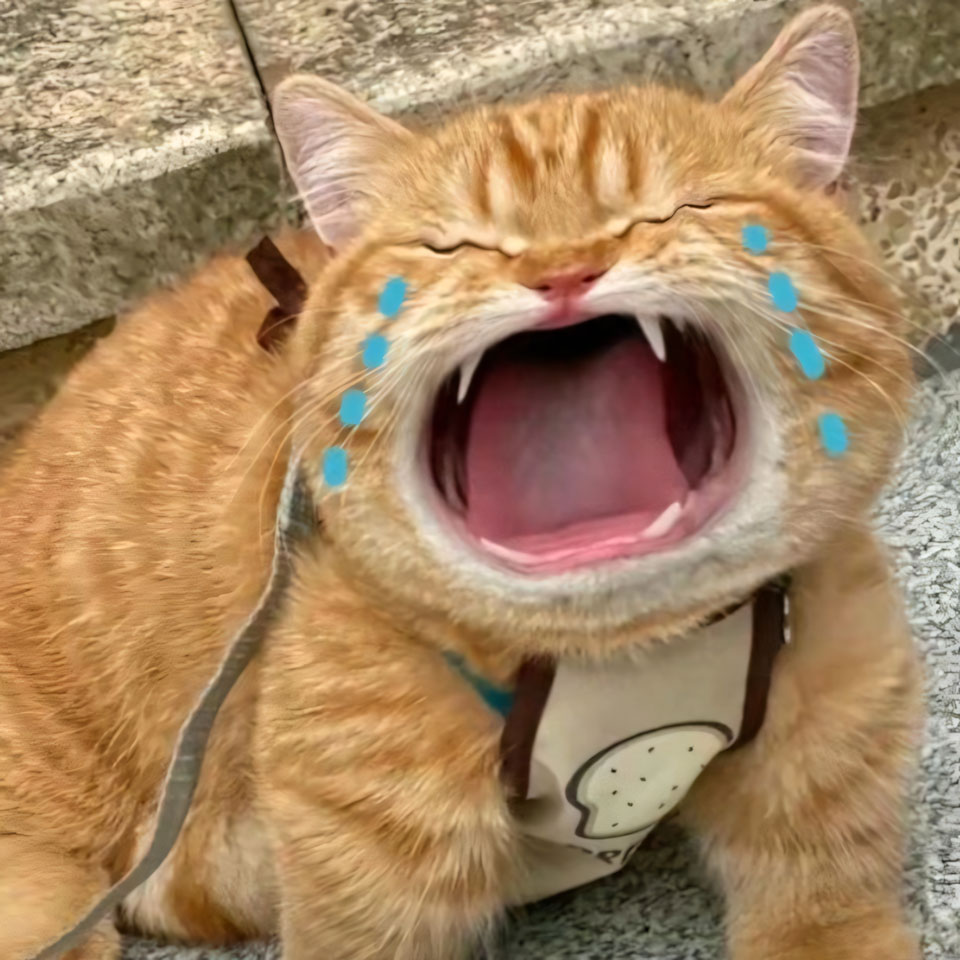 ha mieng anh con meo khoc 960px 960px avatar 4