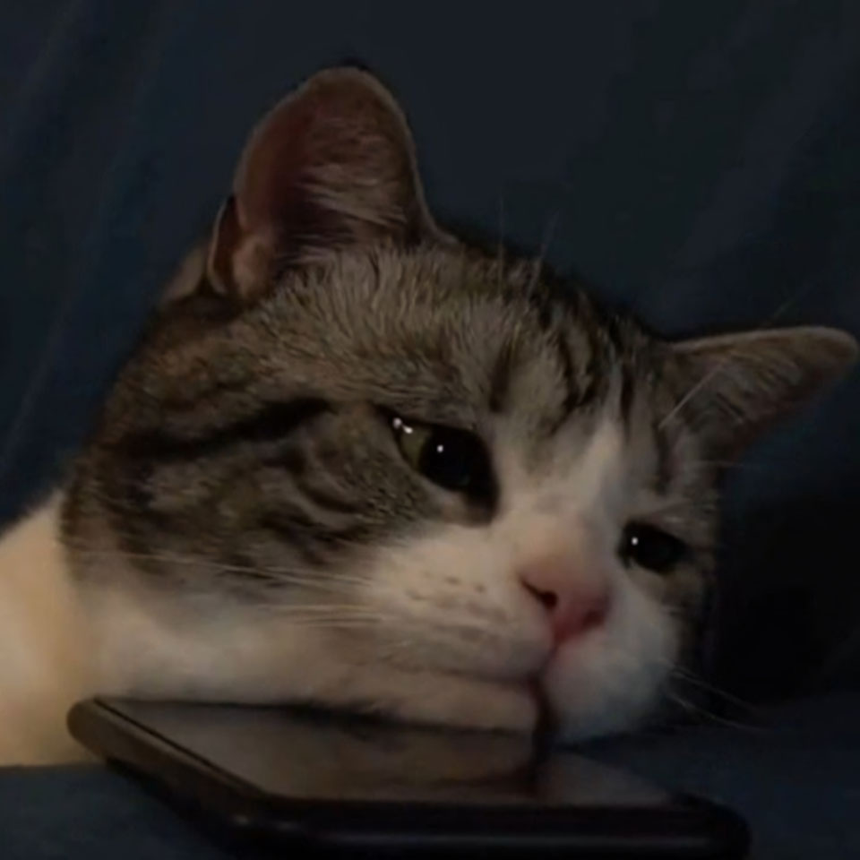 anh con meo khoc 960px 960px avatar 4