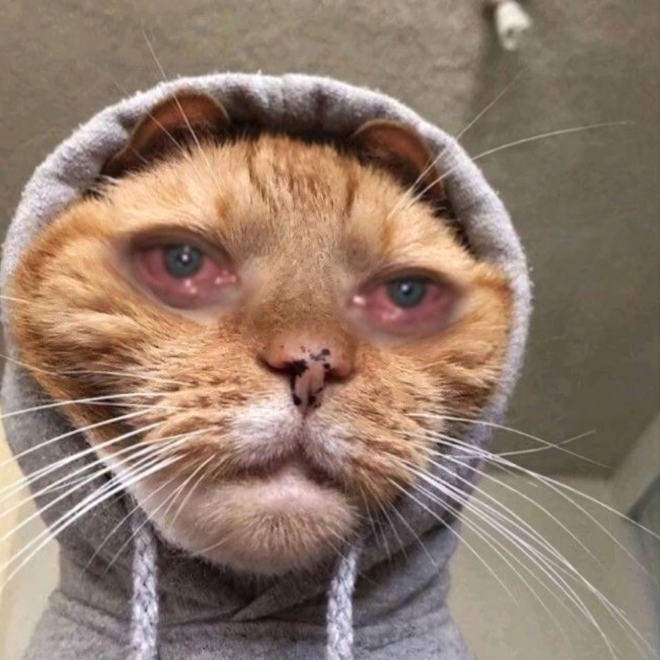 anh meme meo khoc 960px 960px avatar 8