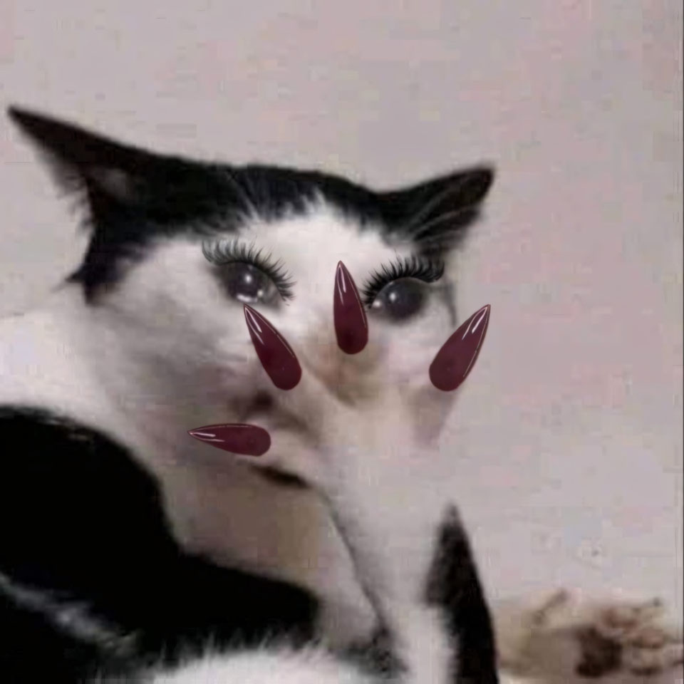 anh meme meo khoc 960px 960px avatar 11