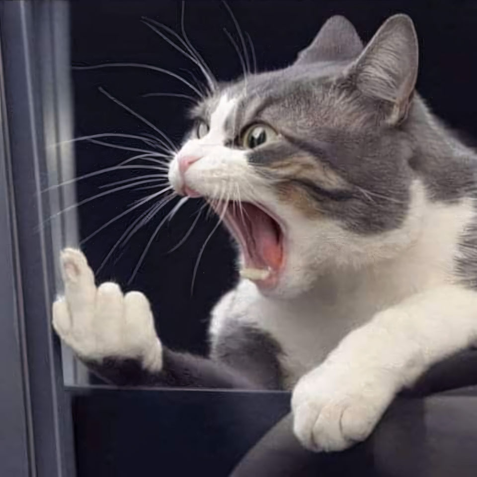 anh meme meo khoc 960px 960px avatar 12