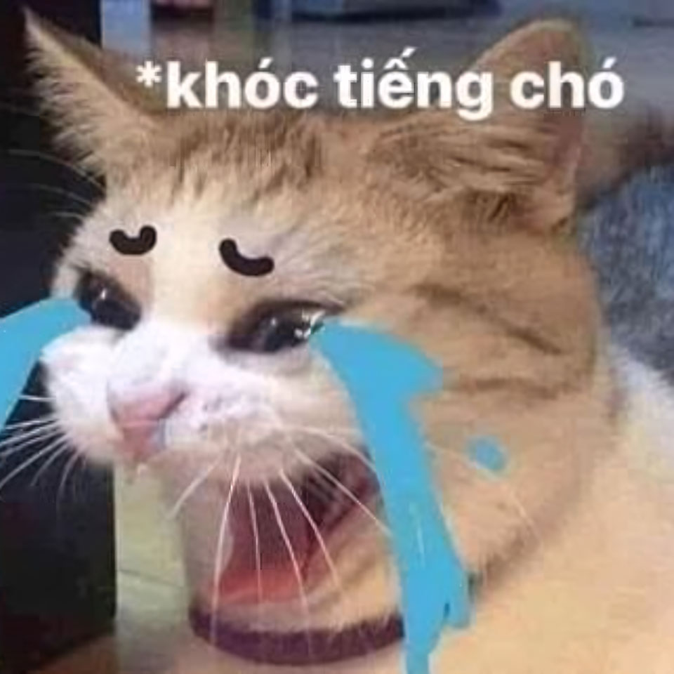 anh meme meo khoc 960px 960px avatar 13