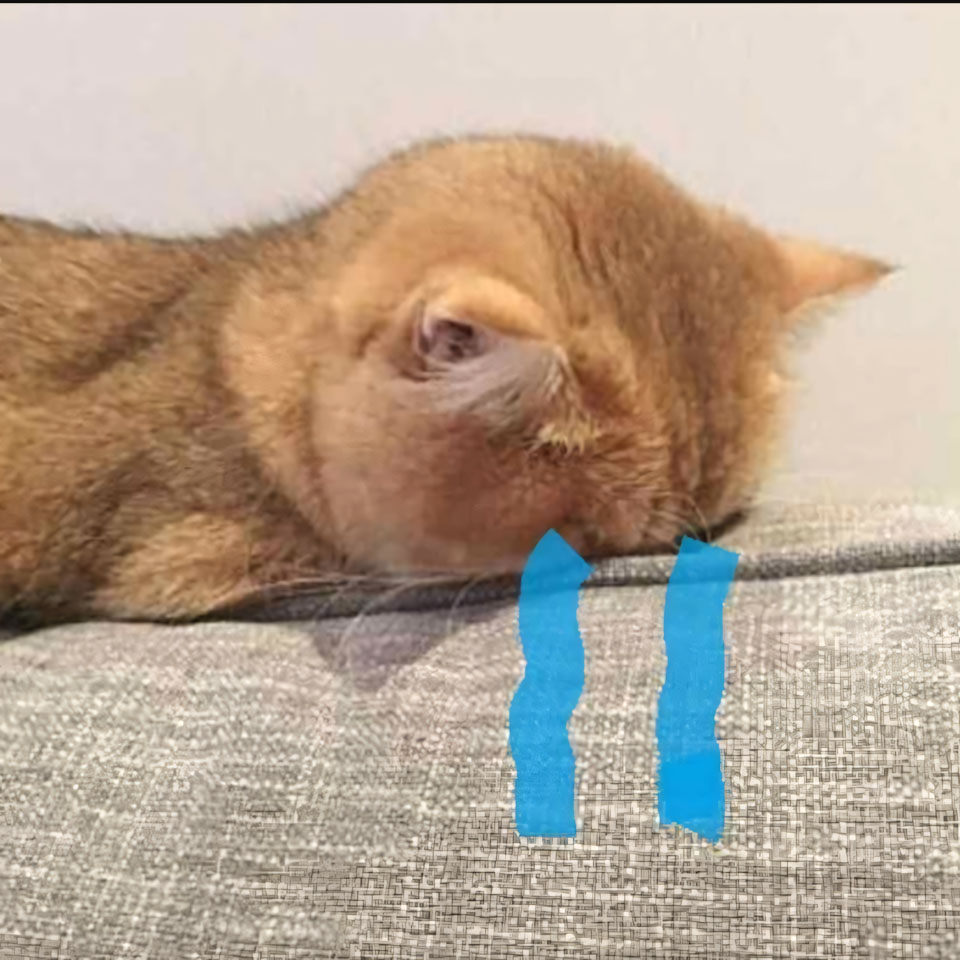 anh meme meo khoc 960px 960px avatar 15