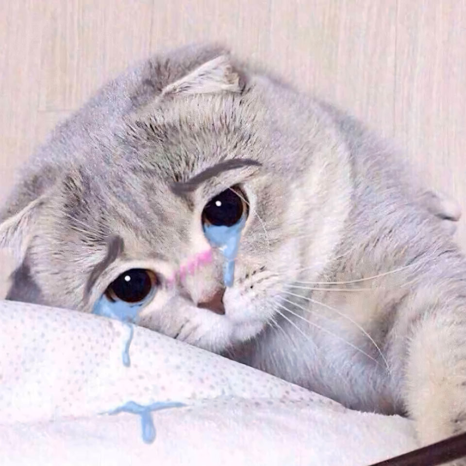 anh meme meo khoc 960px 960px avatar 16