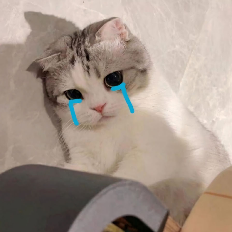 anh meme meo khoc 960px 960px avatar 17