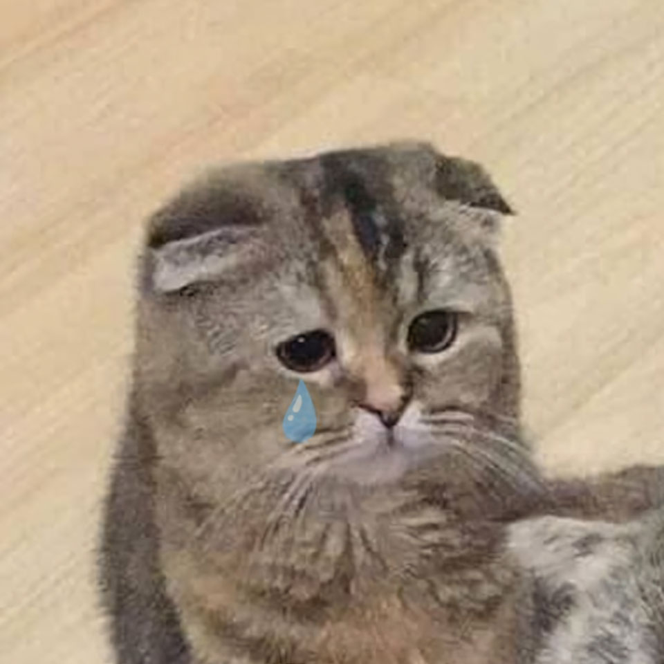 anh con meo khoc 960px 960px avatar 6