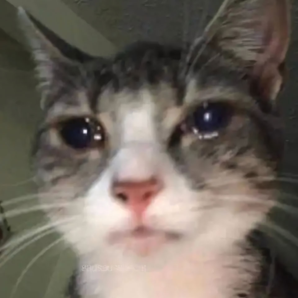 buon anh meo khoc cute 960px 960px avatar 20