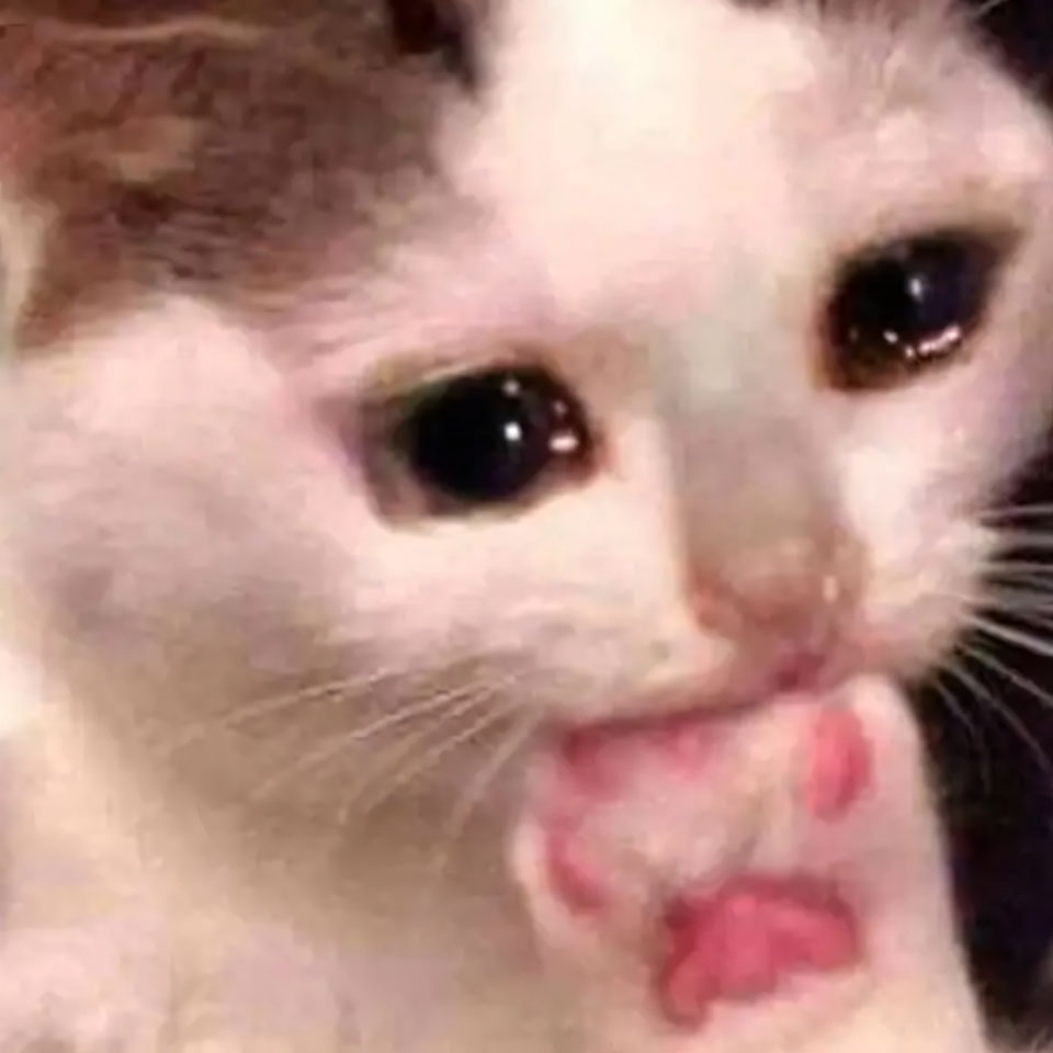 buon anh meo khoc cute 960px 960px avatar 14