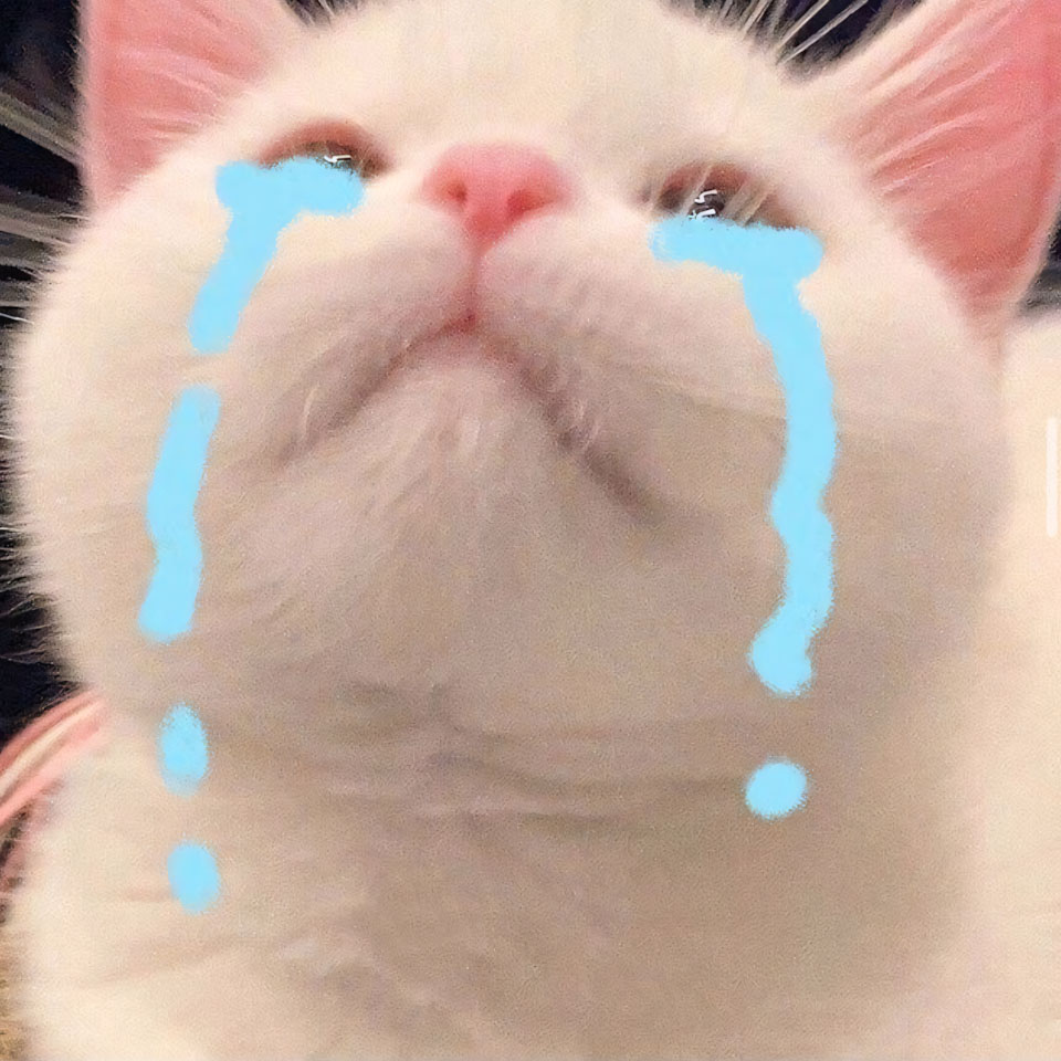 anh con meo khoc 960px 960px avatar 10