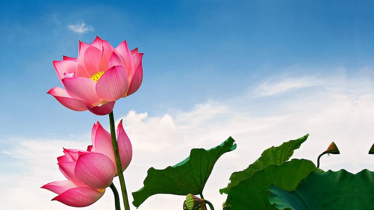 Background hoa sen đang vươn mình để đón nắng trời