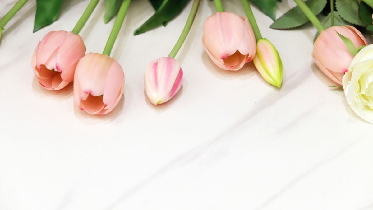 Background hoa tulip với hình dáng đơn giản nhưng kiêu sa
