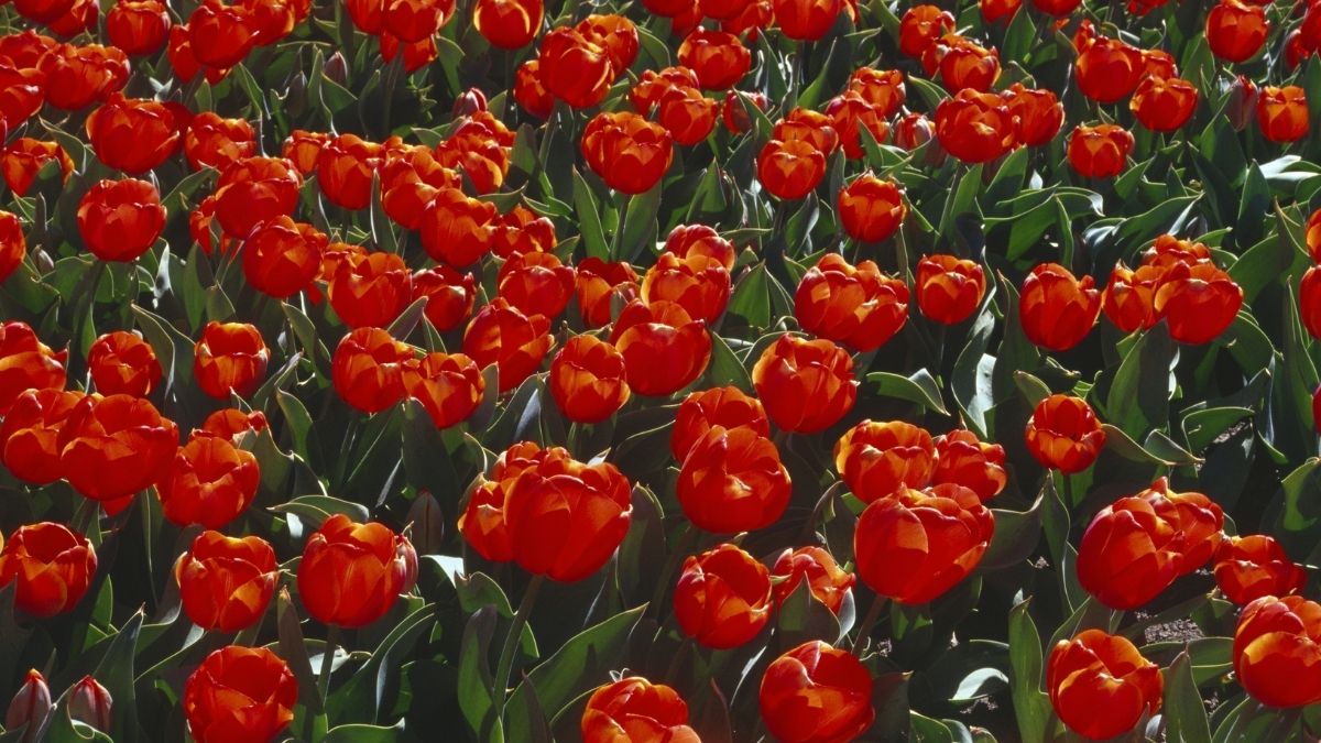 Background hoa tulip vươn mình dưới ánh nắng