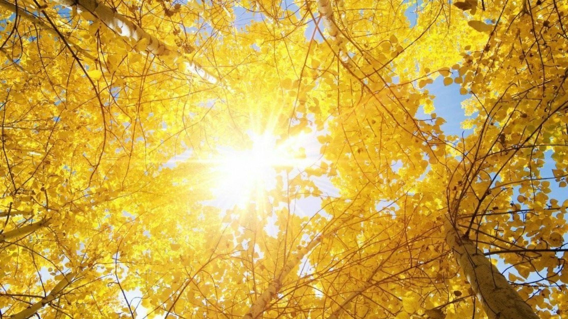 hinh nen vong nguyet que vang