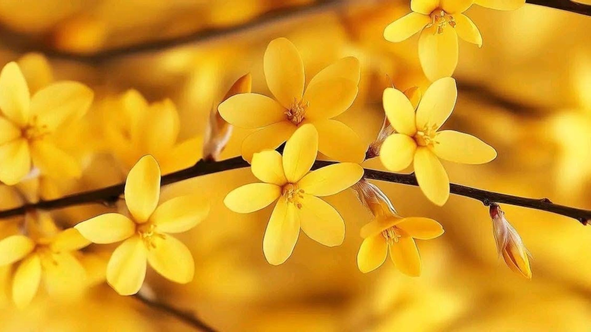 background hoa mai vang