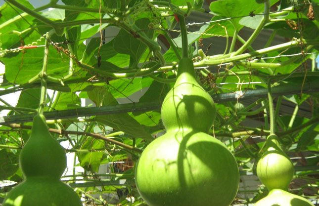 Bầu ơi thương lấy bí cùng…