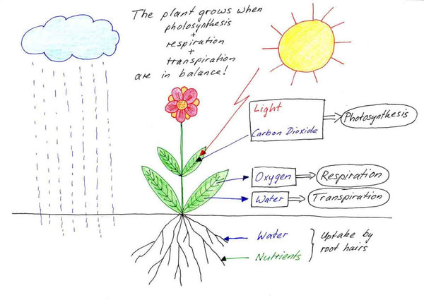 các yếu tố ảnh hưởng đến sự phát triển của cây