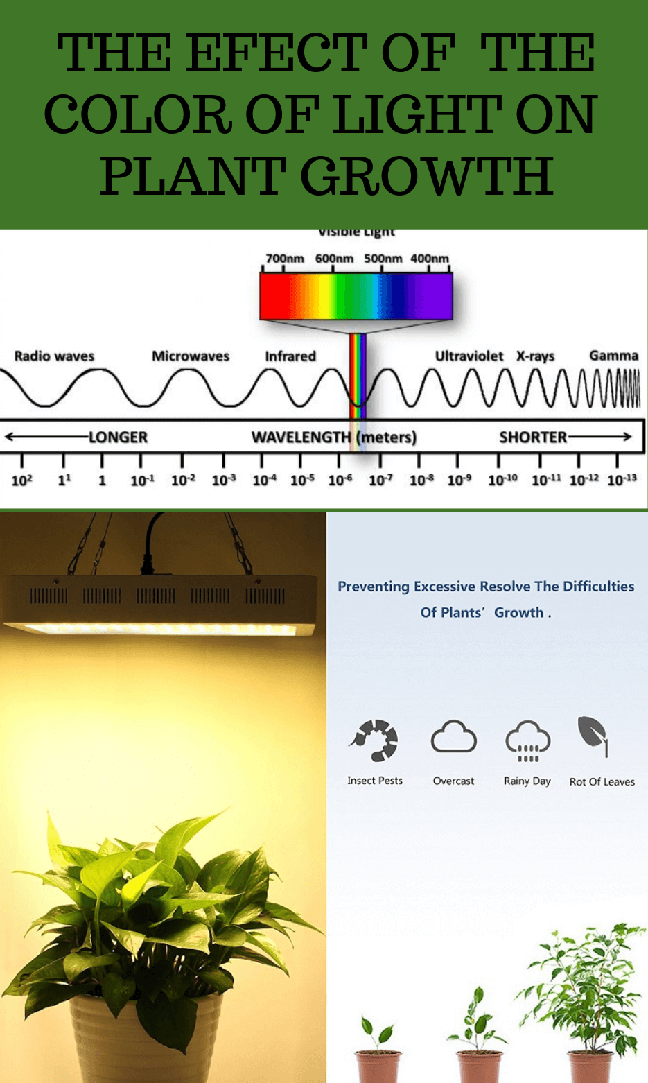 quang phổ ánh sáng trên sự phát triển của thực vật