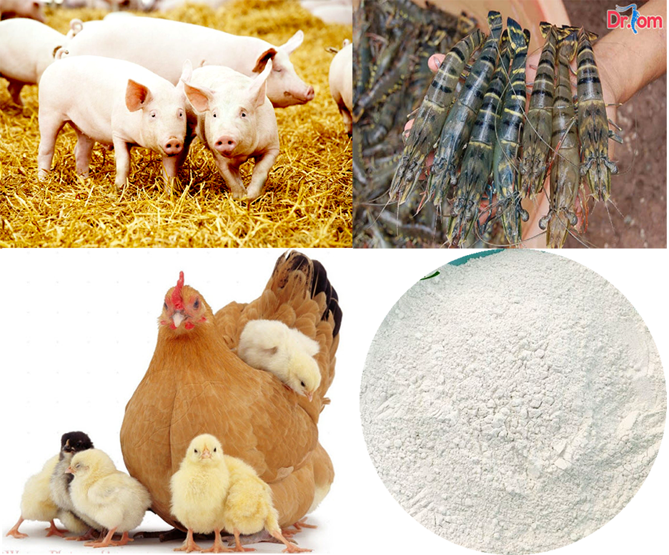 Ứng dụng của DCP trong sản xuất thức ăn chăn nuôi