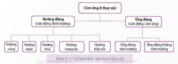 Lý thuyết Cảm ứng ở thực vật - Sinh học 11 Kết nối tri thức