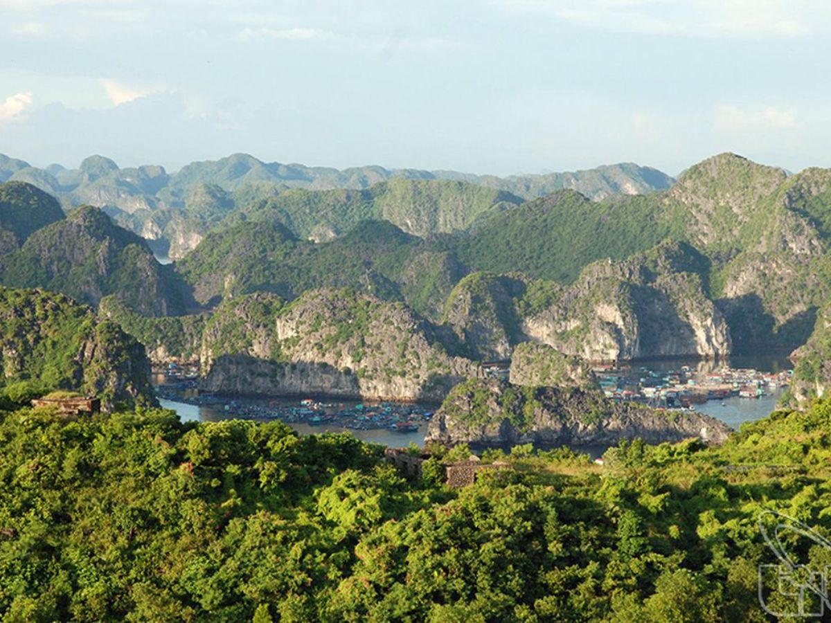 Cat Ba mangrove forest with diverse ecosystem.