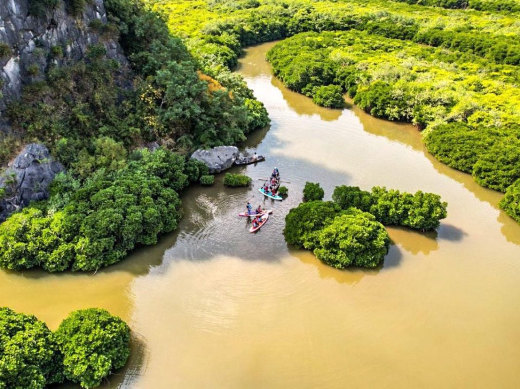 Explore Cat Ba Mangrove Forest - a pristine ecological paradise
