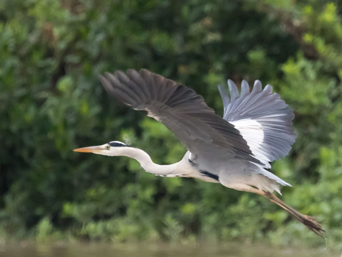 Rare heron at Cat Ba mangrove forest.