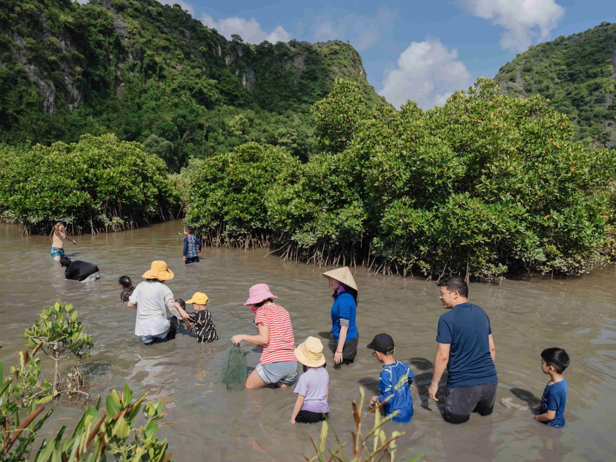 Join clam digging in Cat Ba mangrove forest.