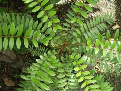 Công dụng của cây bách bệnh