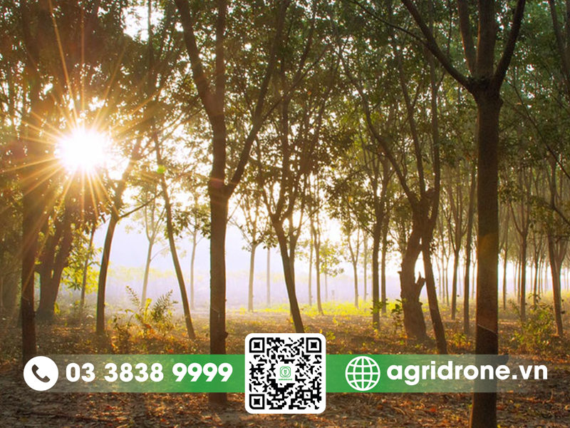 Cây cao su cần điều kiện khí hậu nào để phát triển tốt?