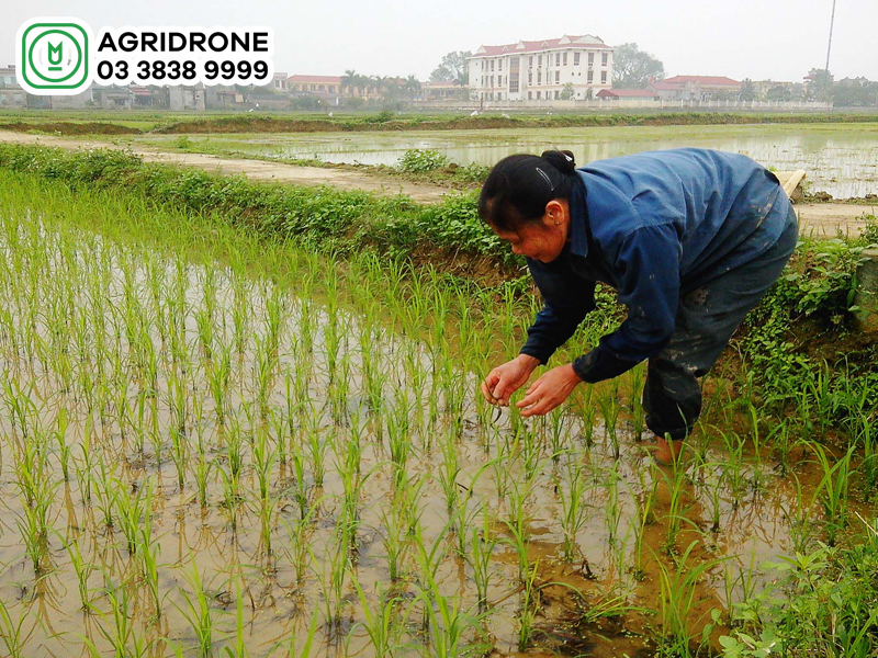 Cây lúa cần ít nước vào giai đoạn nào?