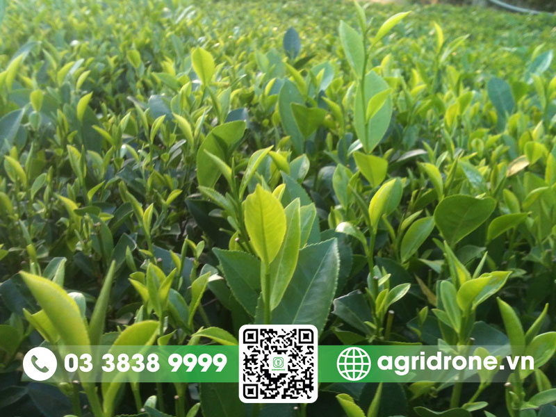 Cây chè được trồng chủ yếu ở vùng