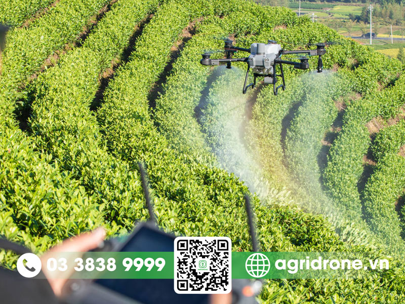 Cây chè được trồng chủ yếu ở vùng