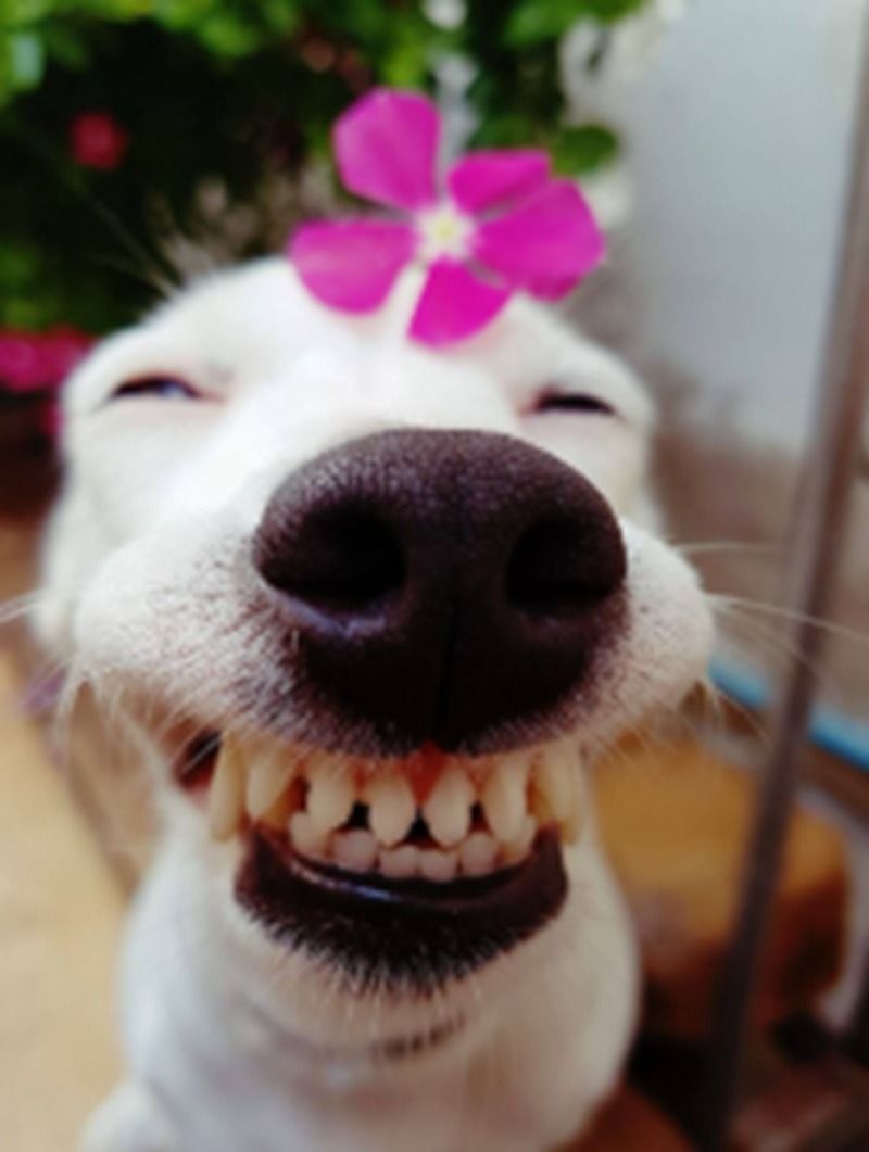 Ảnh chó meme nhe răng